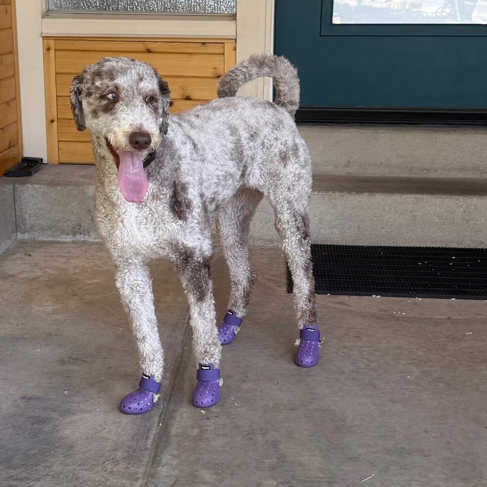 Size Small Purple Heat Resistant Shoes, Crocs Style
